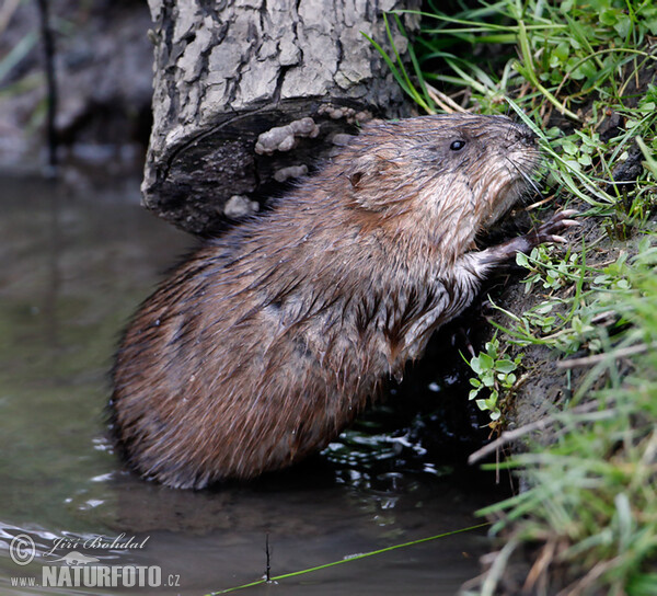 Muskrats (Ondatra zibethicus)