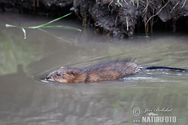 Muskrats (Ondatra zibethicus)