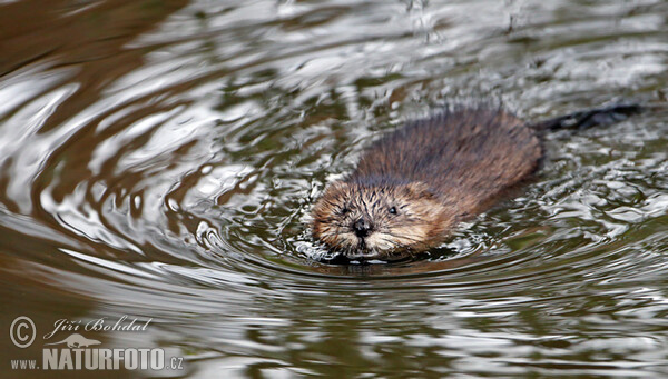 Muskrats (Ondatra zibethicus)