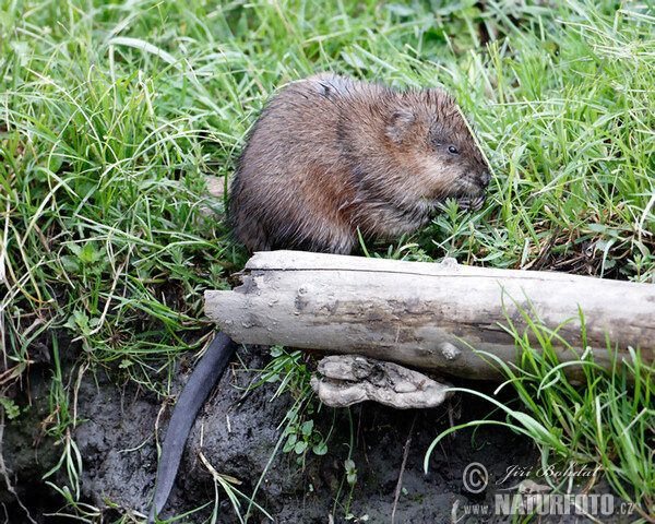 Muskrats (Ondatra zibethicus)