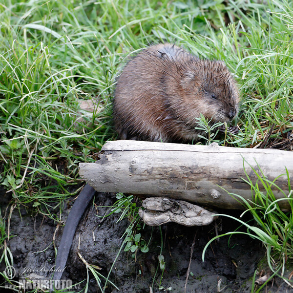 Muskrats (Ondatra zibethicus)