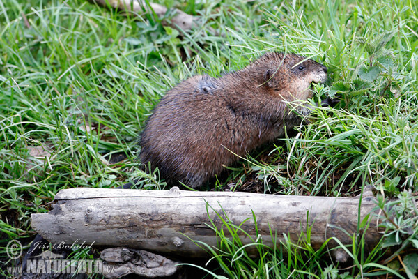 Muskrats (Ondatra zibethicus)