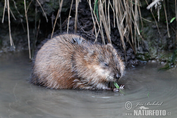 Muskrats (Ondatra zibethicus)