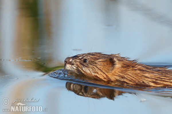 Muskrats (Ondatra zibethicus)