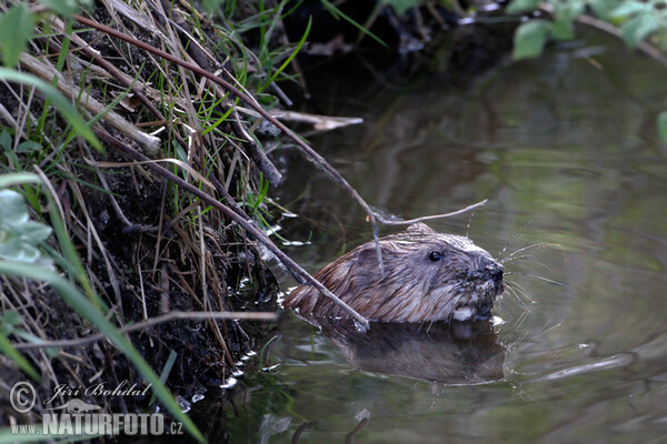 Muskrats (Ondatra zibethicus)