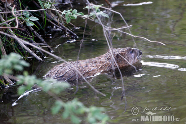 Muskrats (Ondatra zibethicus)