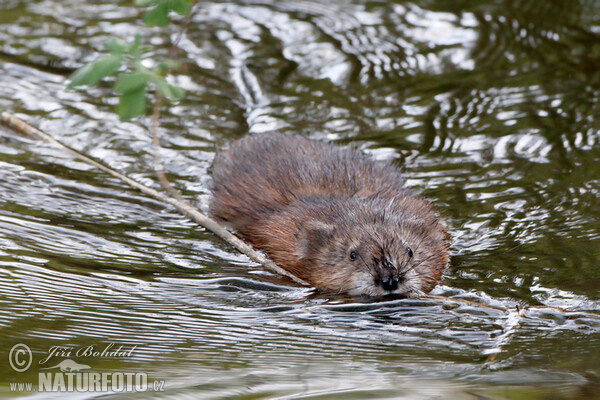 Muskrats (Ondatra zibethicus)