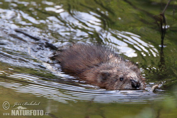 Muskrats (Ondatra zibethicus)