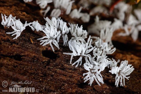 Mycetozoa (Ceratiomyxa fruticulosa)