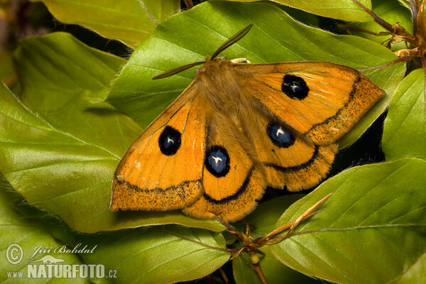 Nagelfleck (Aglia tau)