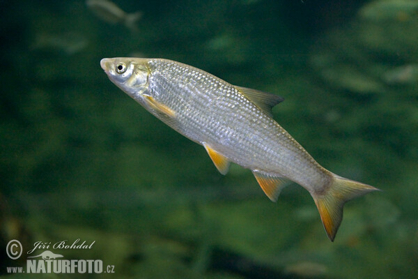 Nase (Chondrostoma nasus)