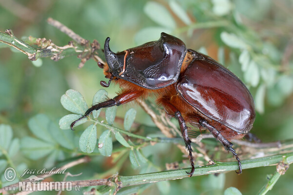 Nashornkäfer (Oryctes nasicornis)