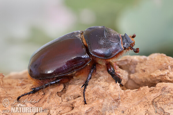 Nashornkäfer (Oryctes nasicornis)