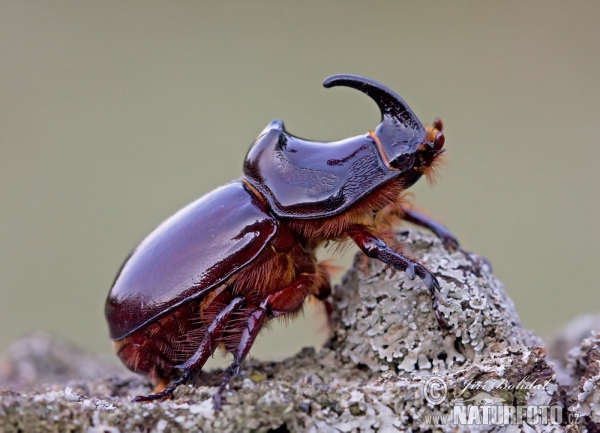 Nashornkäfer (Oryctes nasicornis)