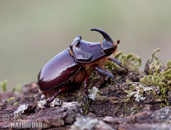 Nashornkäfer (Oryctes nasicornis)