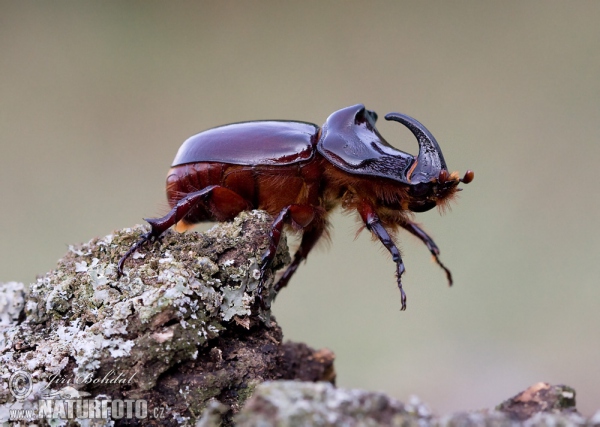 Nashornkäfer (Oryctes nasicornis)