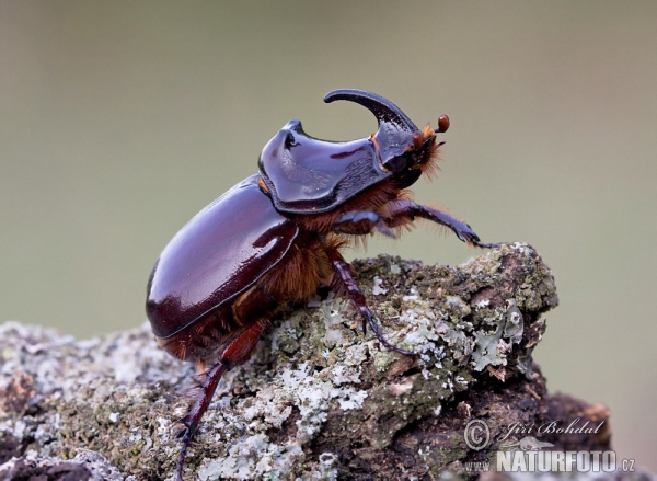 Nashornkäfer (Oryctes nasicornis)