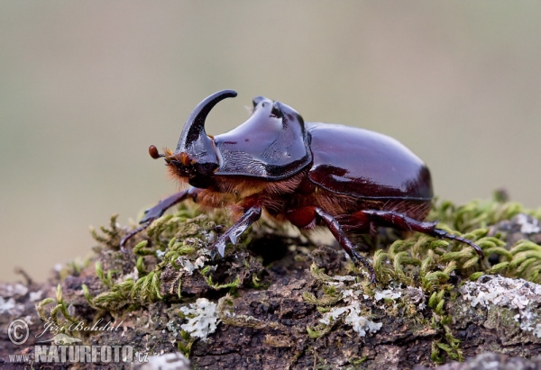 Nashornkäfer (Oryctes nasicornis)