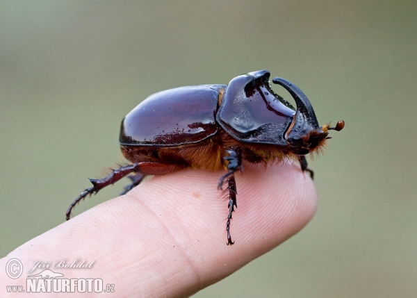 Nashornkäfer (Oryctes nasicornis)