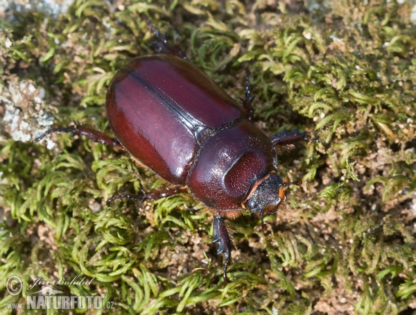 Nashornkäfer (Oryctes nasicornis)