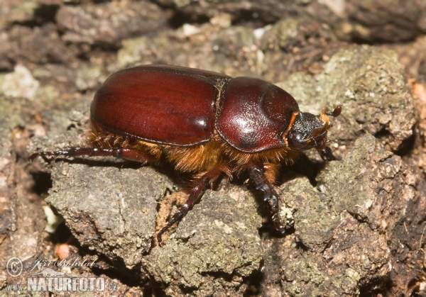 Nashornkäfer (Oryctes nasicornis)