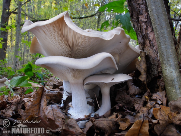 Nebelgrauer Trichterling (Clitocybe nebularis)