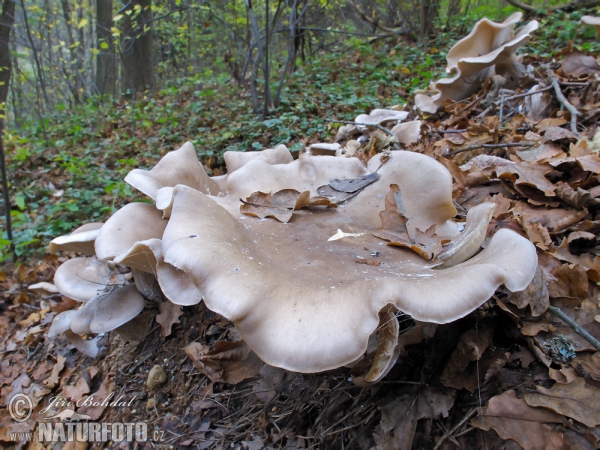 Nebelgrauer Trichterling (Clitocybe nebularis)