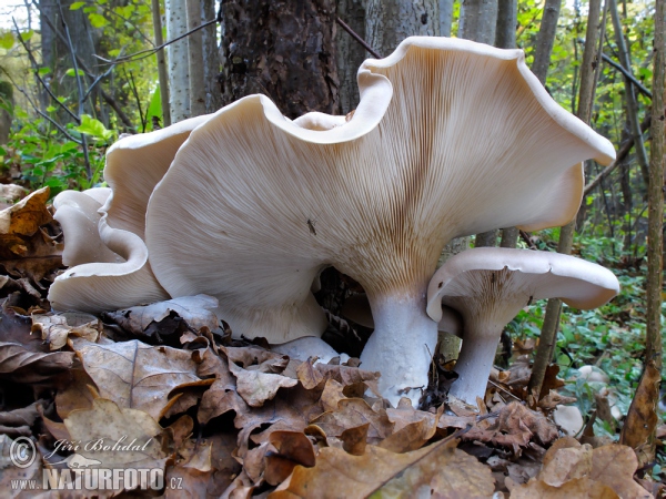 Nebelgrauer Trichterling (Clitocybe nebularis)