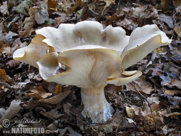 Nebelgrauer Trichterling (Clitocybe nebularis)