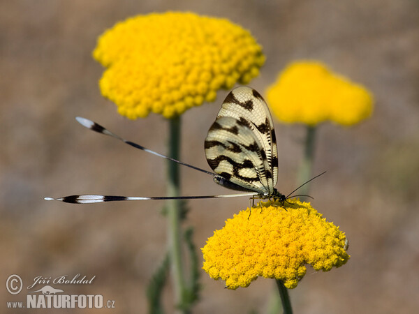 Nemoptera sinuata (Nemoptera sinuata)