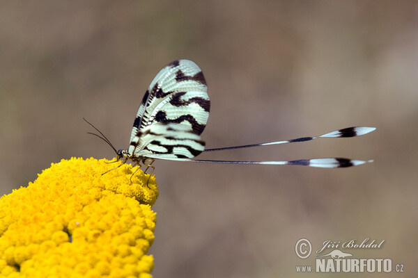 Nemoptera sinuata (Nemoptera sinuata)