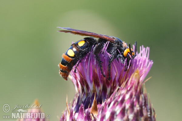 Nessel-Wespe (Megascolia maculata)