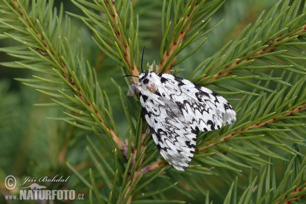 Nonne (Lymantria monacha)