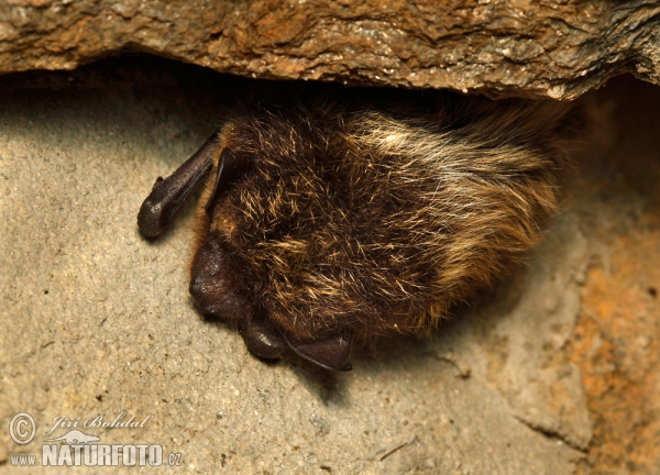 Nordfledermaus (Eptesicus nilssoni)