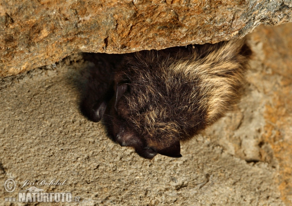 Nordfledermaus (Eptesicus nilssoni)