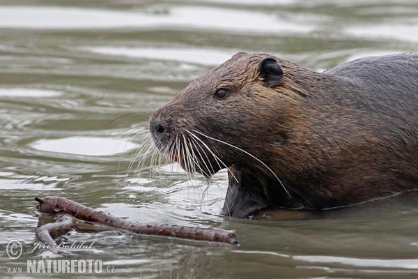 Nutria, Sumpfbiber (Myocastor coypus)