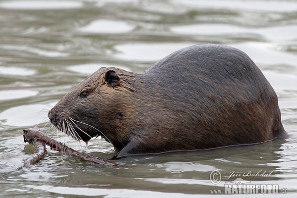 Nutria, Sumpfbiber (Myocastor coypus)