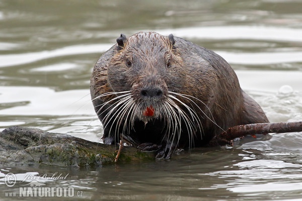 Nutria, Sumpfbiber (Myocastor coypus)