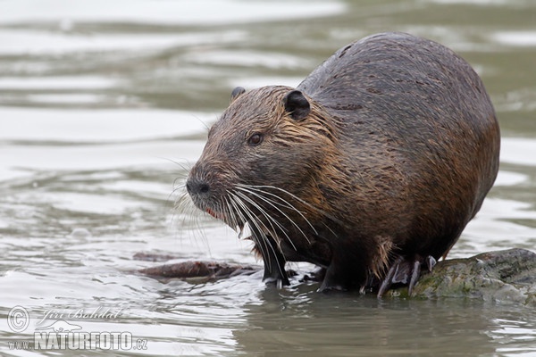 Nutria, Sumpfbiber (Myocastor coypus)