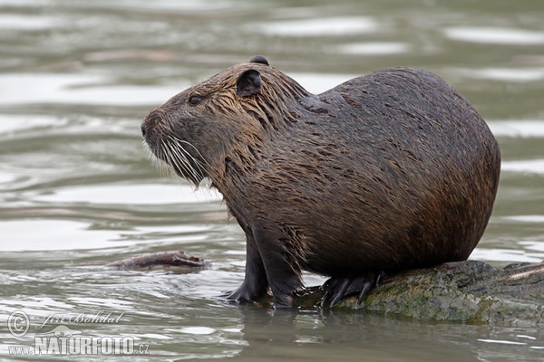 Nutria, Sumpfbiber (Myocastor coypus)