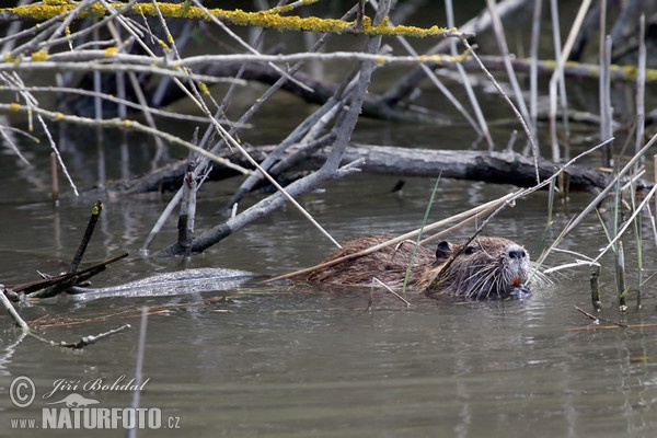 Nutria, Sumpfbiber (Myocastor coypus)