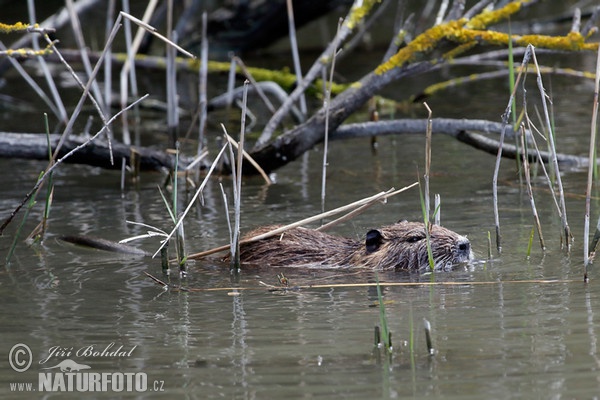 Nutria, Sumpfbiber (Myocastor coypus)