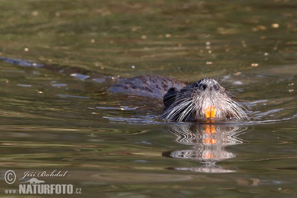 Nutria, Sumpfbiber (Myocastor coypus)