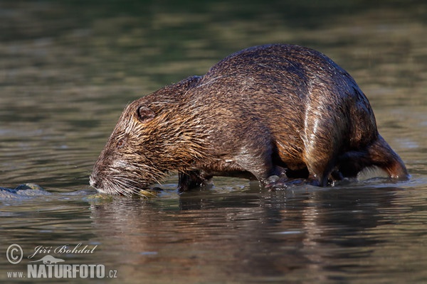 Nutria, Sumpfbiber (Myocastor coypus)