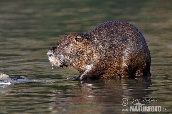 Nutria, Sumpfbiber (Myocastor coypus)