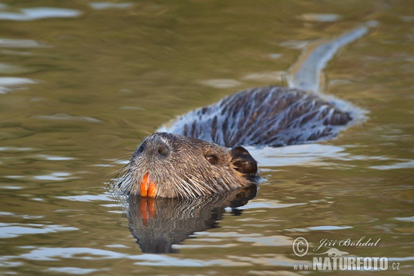 Nutria, Sumpfbiber (Myocastor coypus)