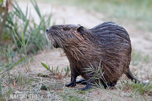 Nutria, Sumpfbiber (Myocastor coypus)