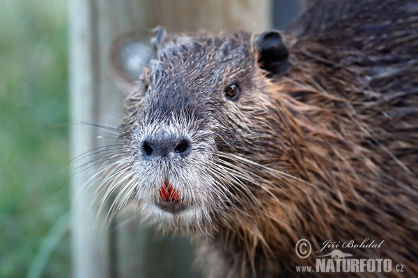 Nutria, Sumpfbiber (Myocastor coypus)