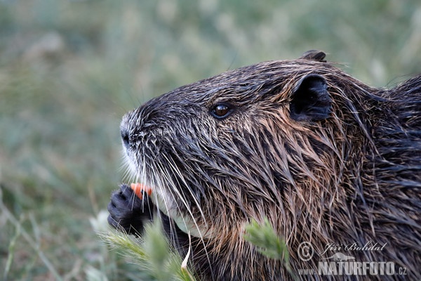 Nutria, Sumpfbiber (Myocastor coypus)