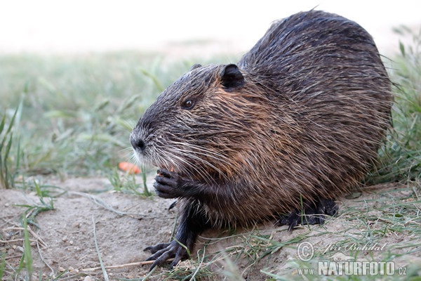 Nutria, Sumpfbiber (Myocastor coypus)